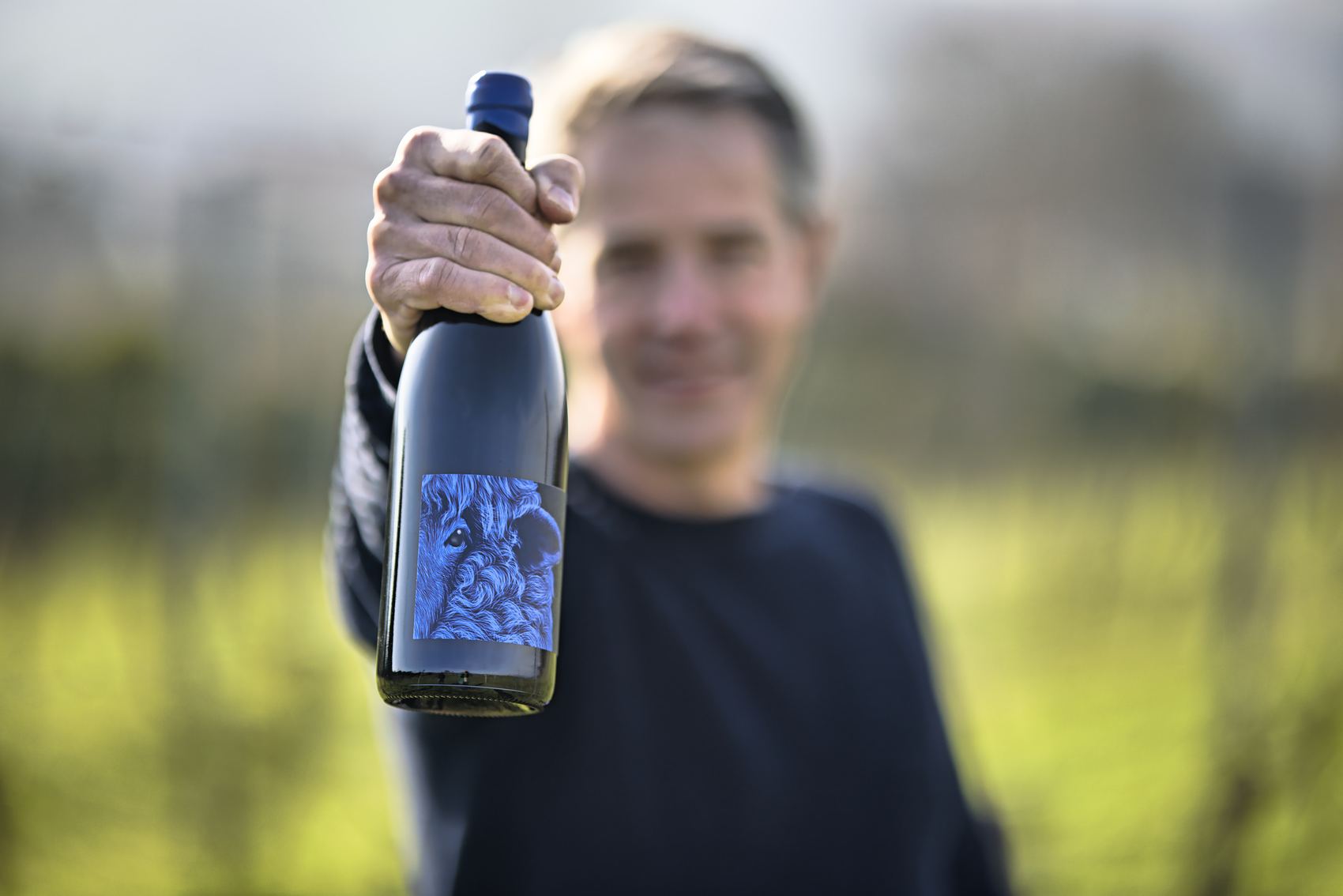 Blauschaf-Weinflasche wird im Weinberg präsentiert