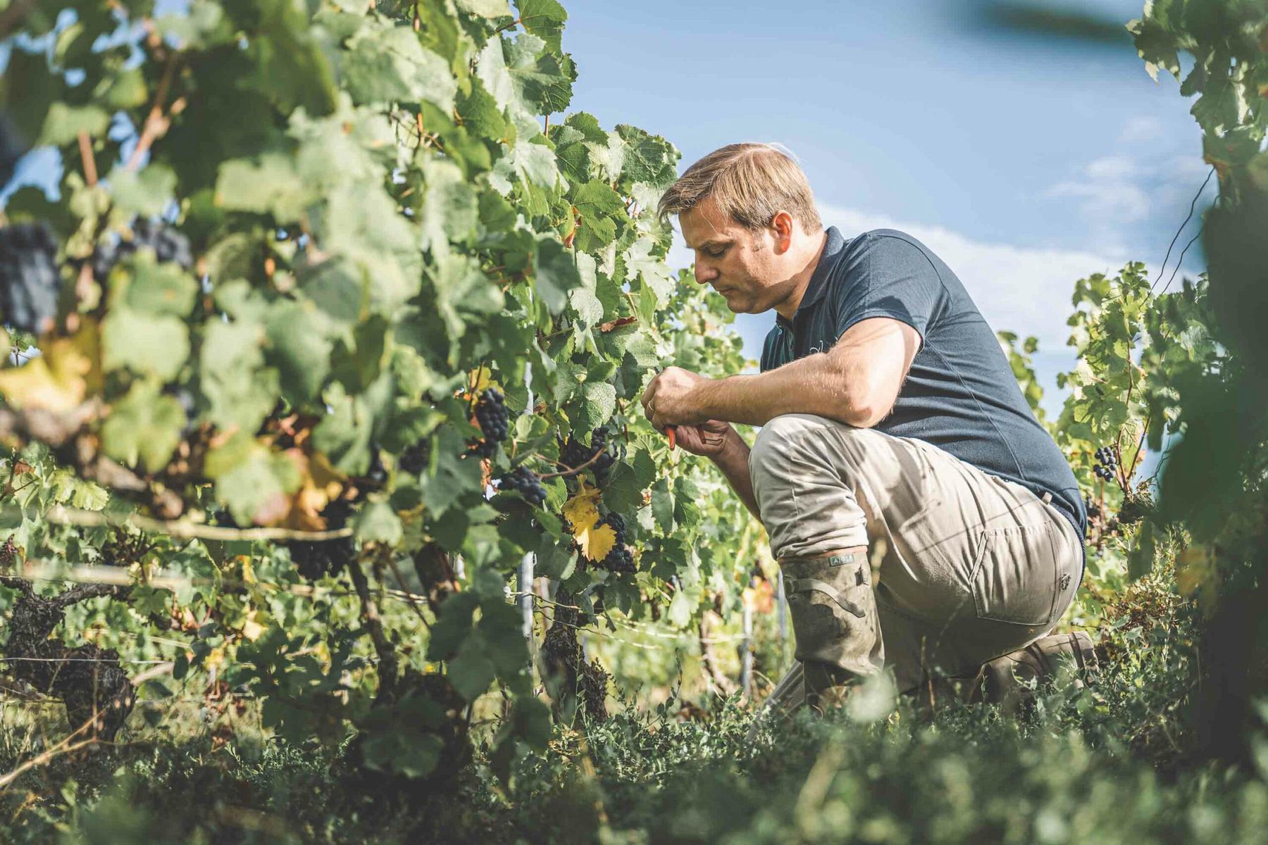 Im Weinberg von Champagne Brice werden die Trauben am Rebstock geprüft
