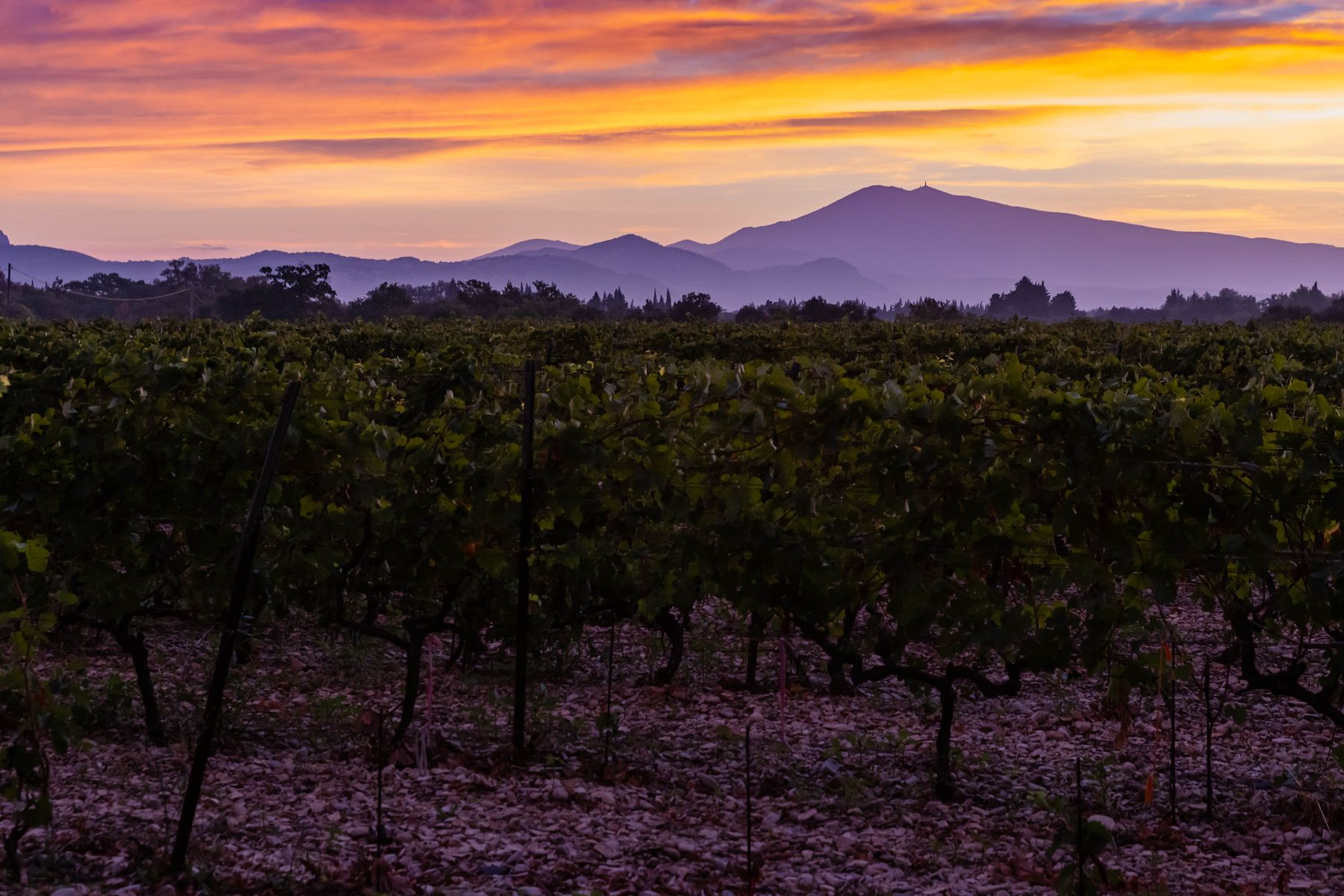 Die Weinberge von Montirius im Abendrot, dahinter die Berge der Rhône