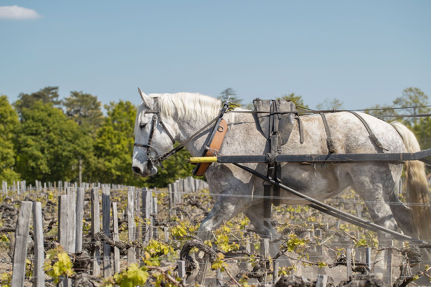 Kaltblut zieht einen Pflug durch die Reihen eines Weinbergs