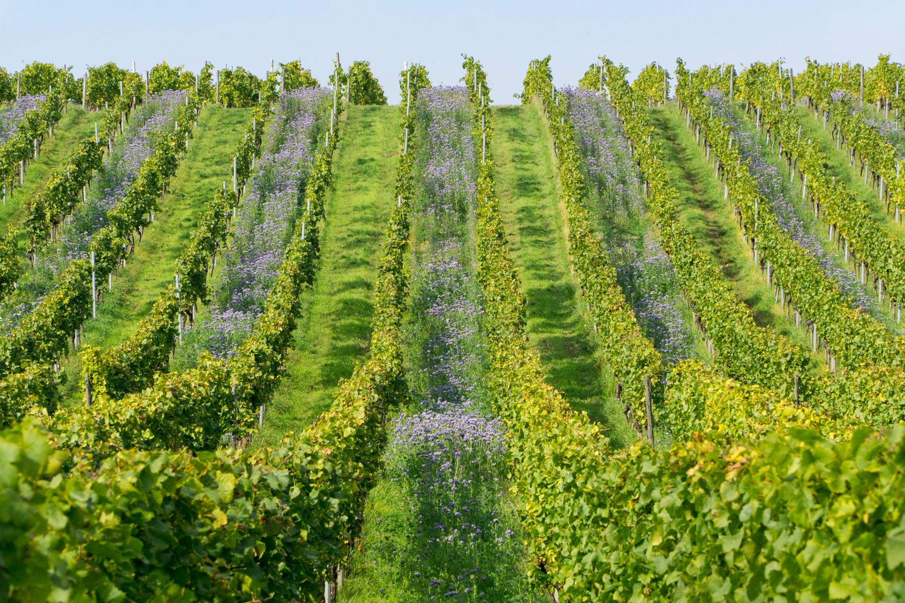 Blühende Begrünung zwischen den Rebzeilen des Weinguts Gysler in Rheinhessen